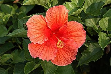 《最终幻想7：重生》发售预告片 玩家评分4.85好评如潮